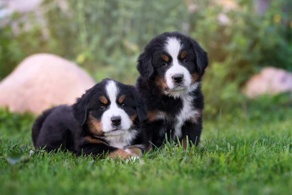 Bernese mountain dog