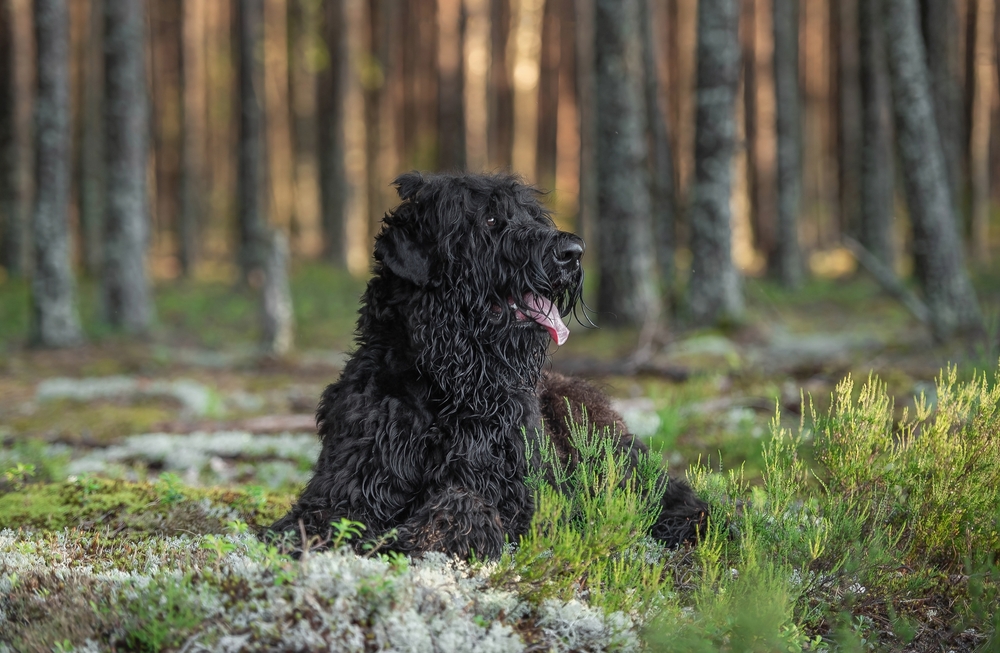 Black Russian Terrier dog lying in the forest