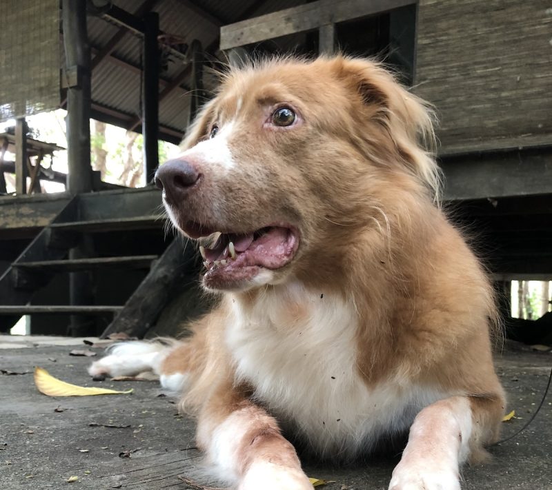 Bob a neighborhood dog in Thailand Allison 800x711 1