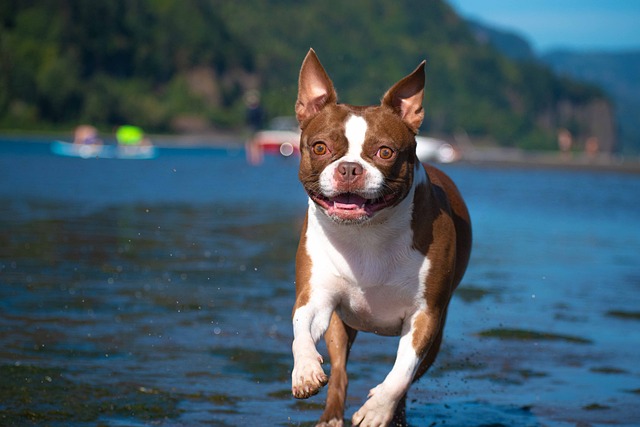 Boston Terrier 1