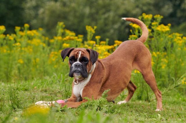 Best freeze dried dog food for Boxers