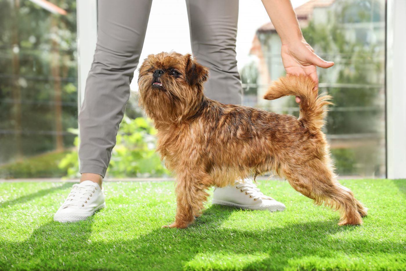 Brussels Griffon 1400x933 1