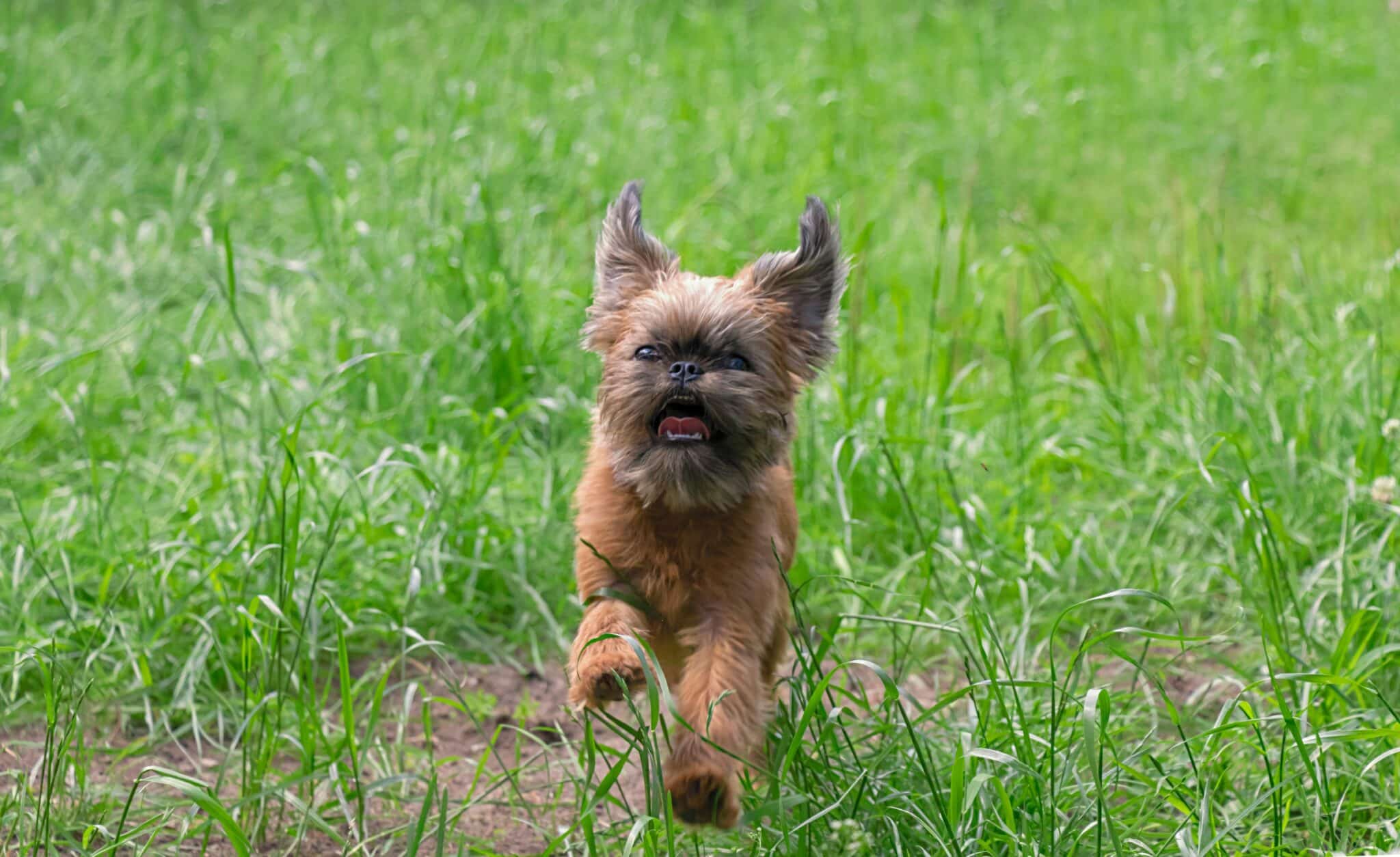 Brussels Griffon trot scaled 1