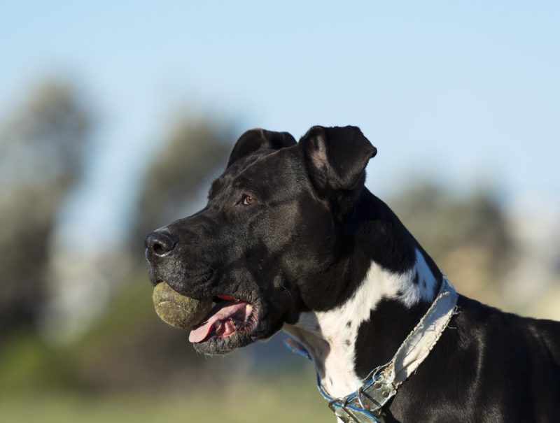 Bull Arab hunting dog playing with balls