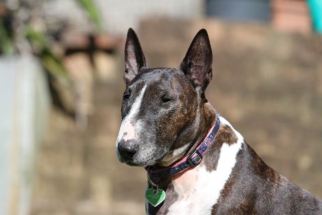 Bull Terrier 10