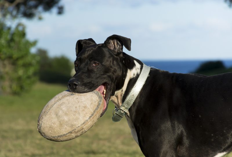 Bull arab hunting dog with rugby ball