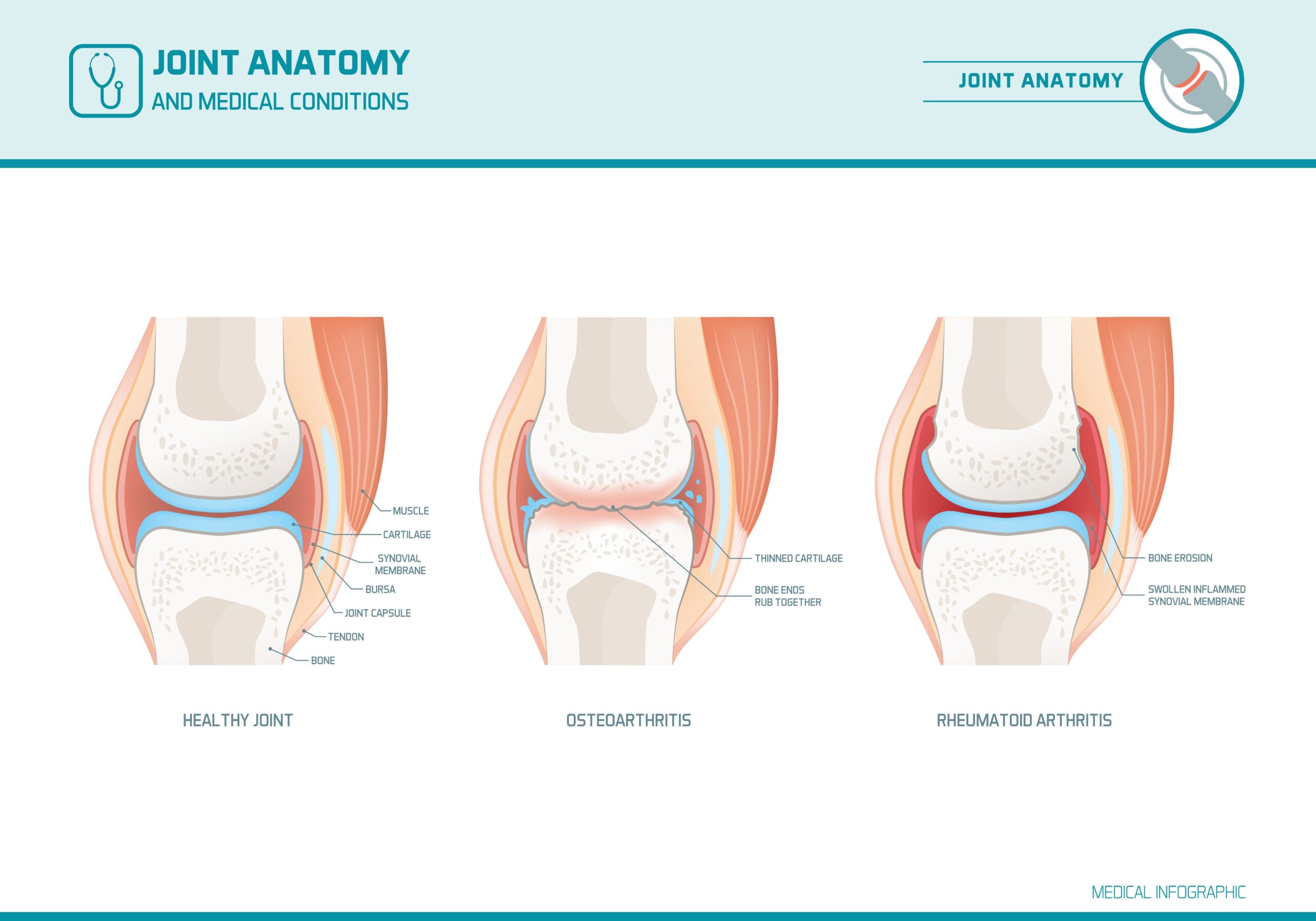 Canine Joint Diagram