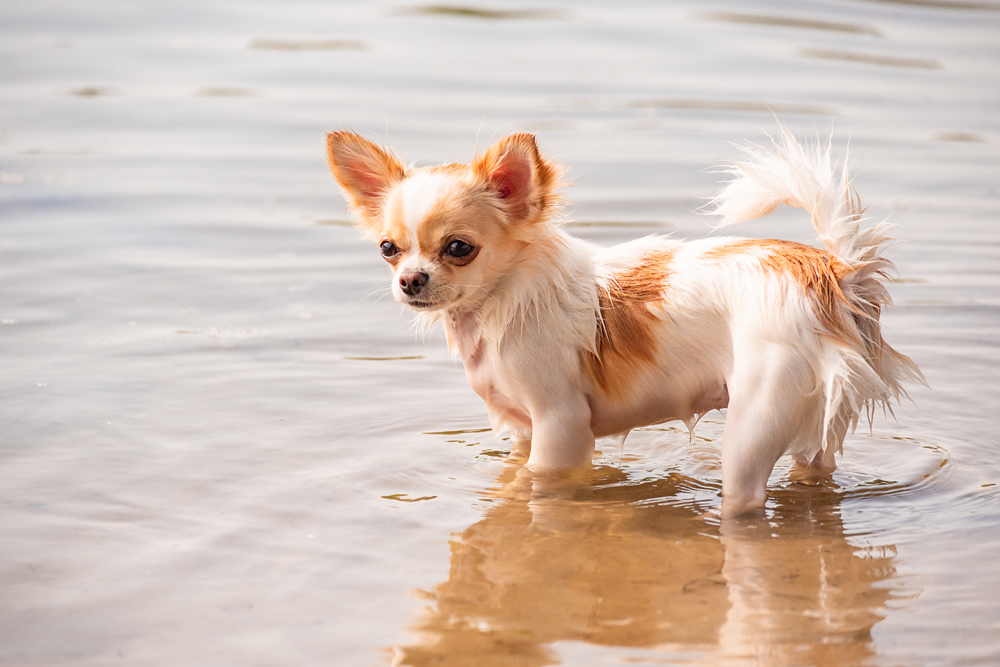 Chihuahua-walks-on-the-beach