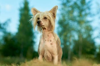 Chinese Crested 5 350x233 1