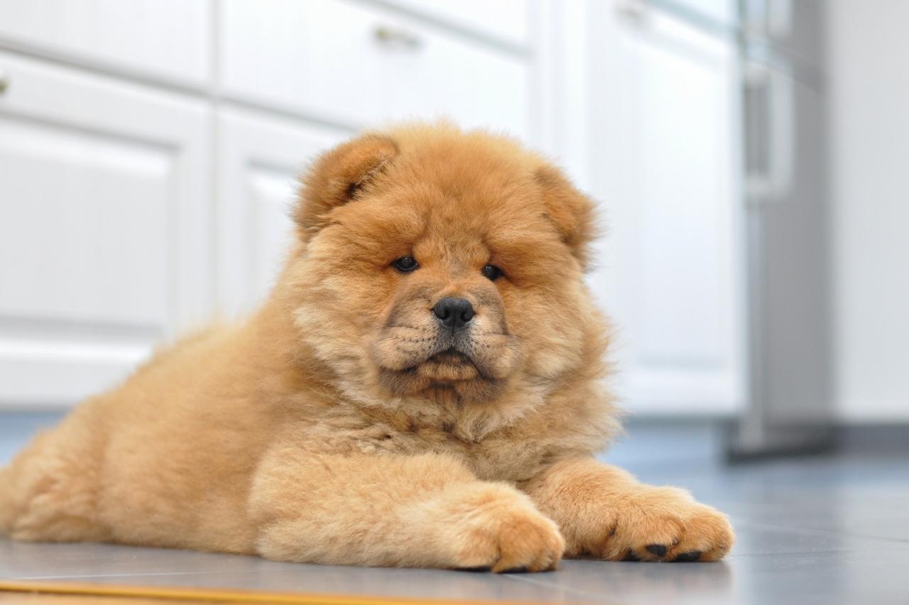 9 Best Puppy Dog Foods for Chow Chows