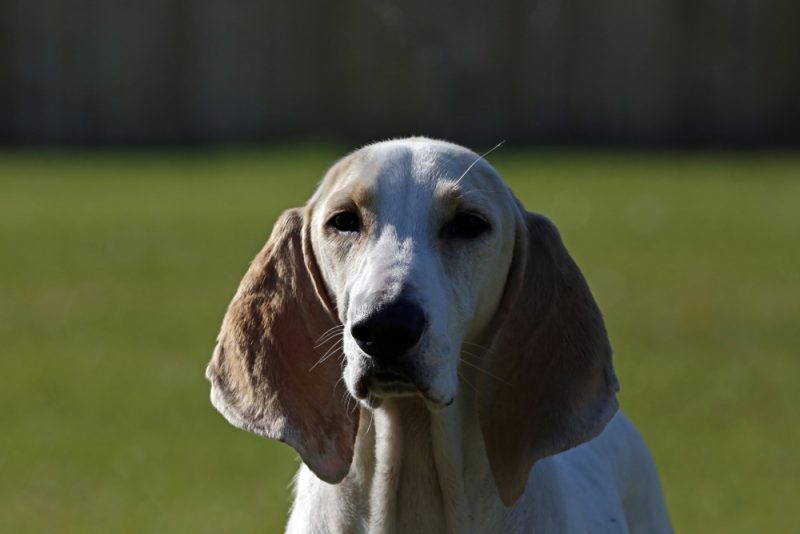 Close up portrait of Porceliane dog