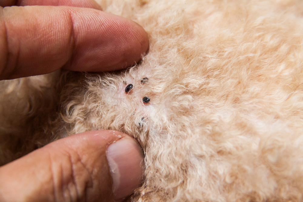 Closeup of infected mites and fleas on a dog's fur sucking blood