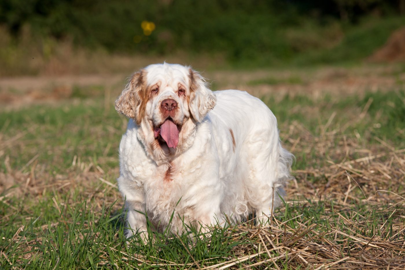 Clumber Spaniel 1400x933 1