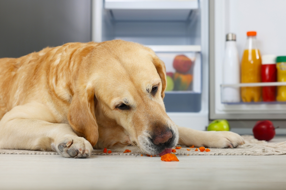 Cute Labrador Retriever eating carrot near refrigerator indoors