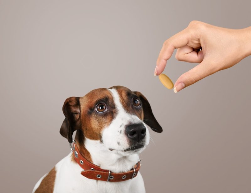 Cute dog waiting for pill from owner hands