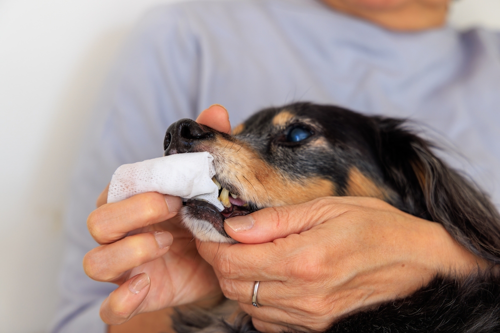 Dachshund having his teeth cleaned by his owner