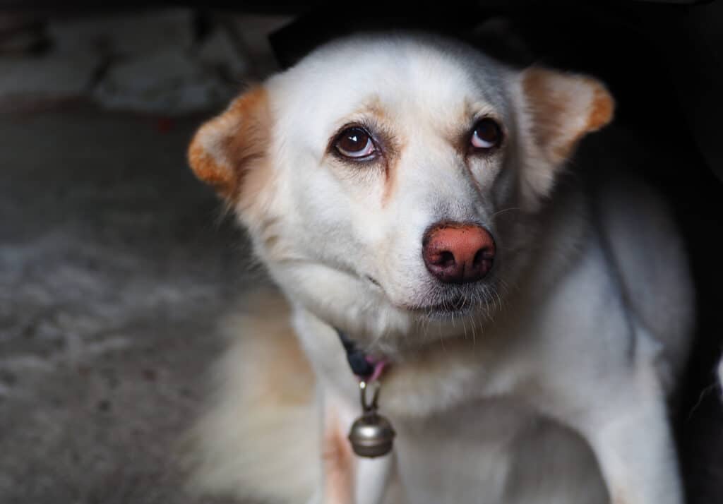 Dog apology signs lowering head and airplane ears