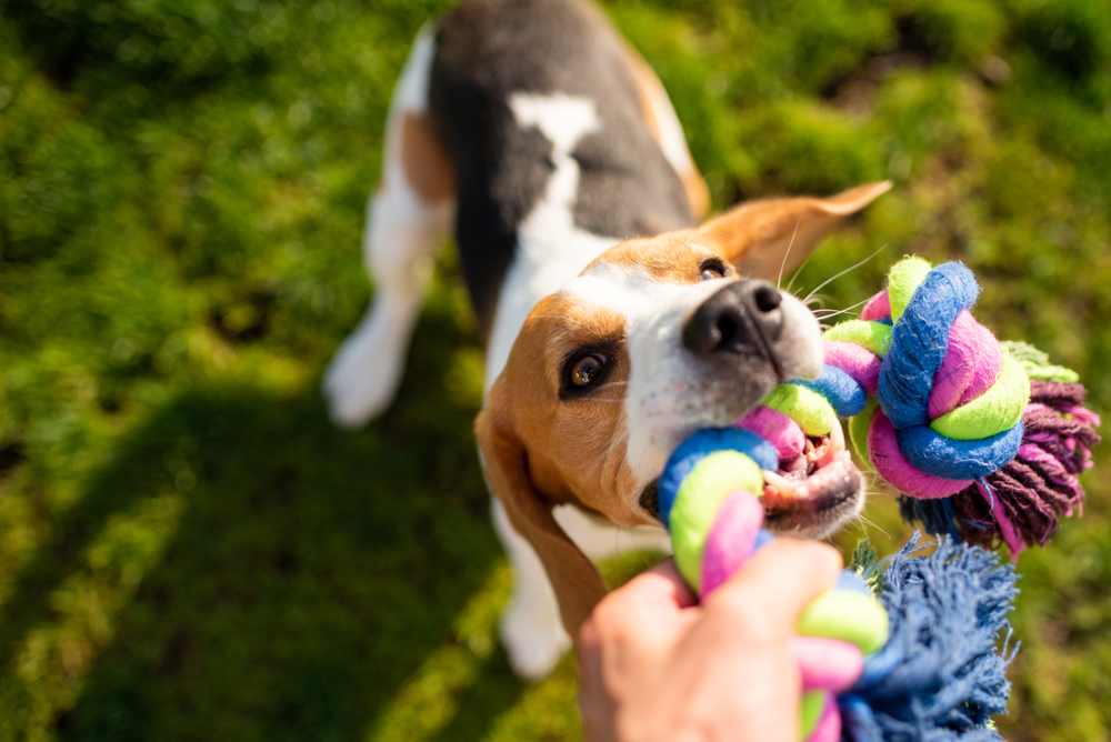 Dog beagle Pulls Toy and Tug-of-War Game