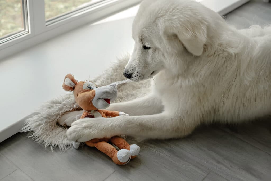 Dog looking at toy 1024x684 1