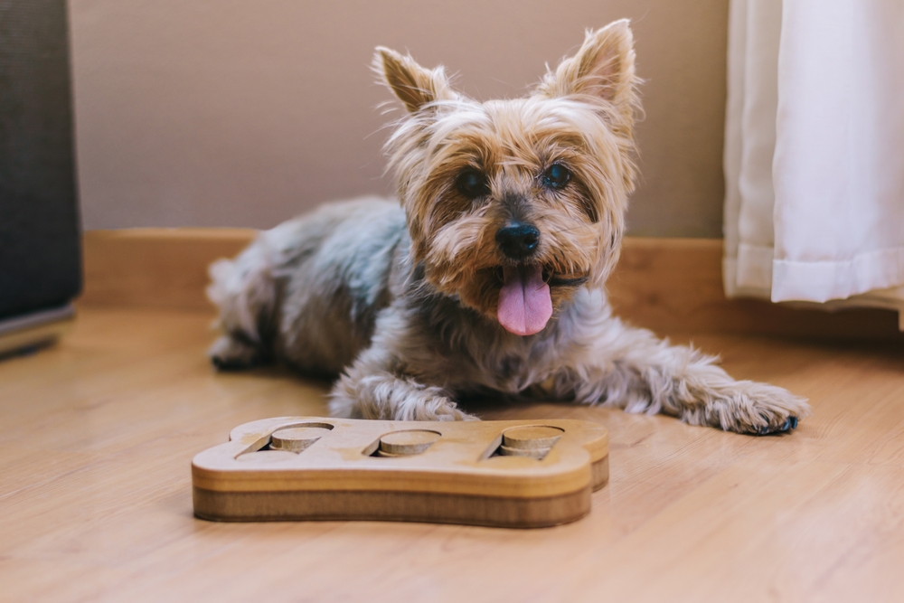 Dog playing with puzzles