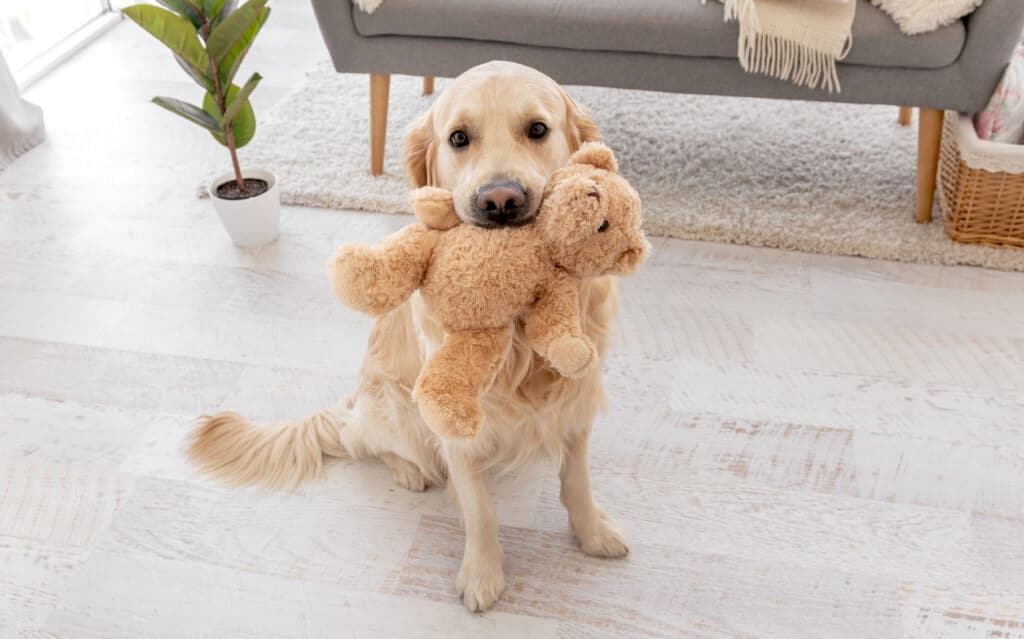 Dog with a toy in its mouth