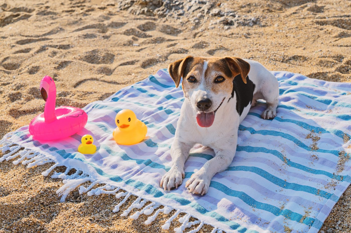 Dog at the beach 1400x933 1