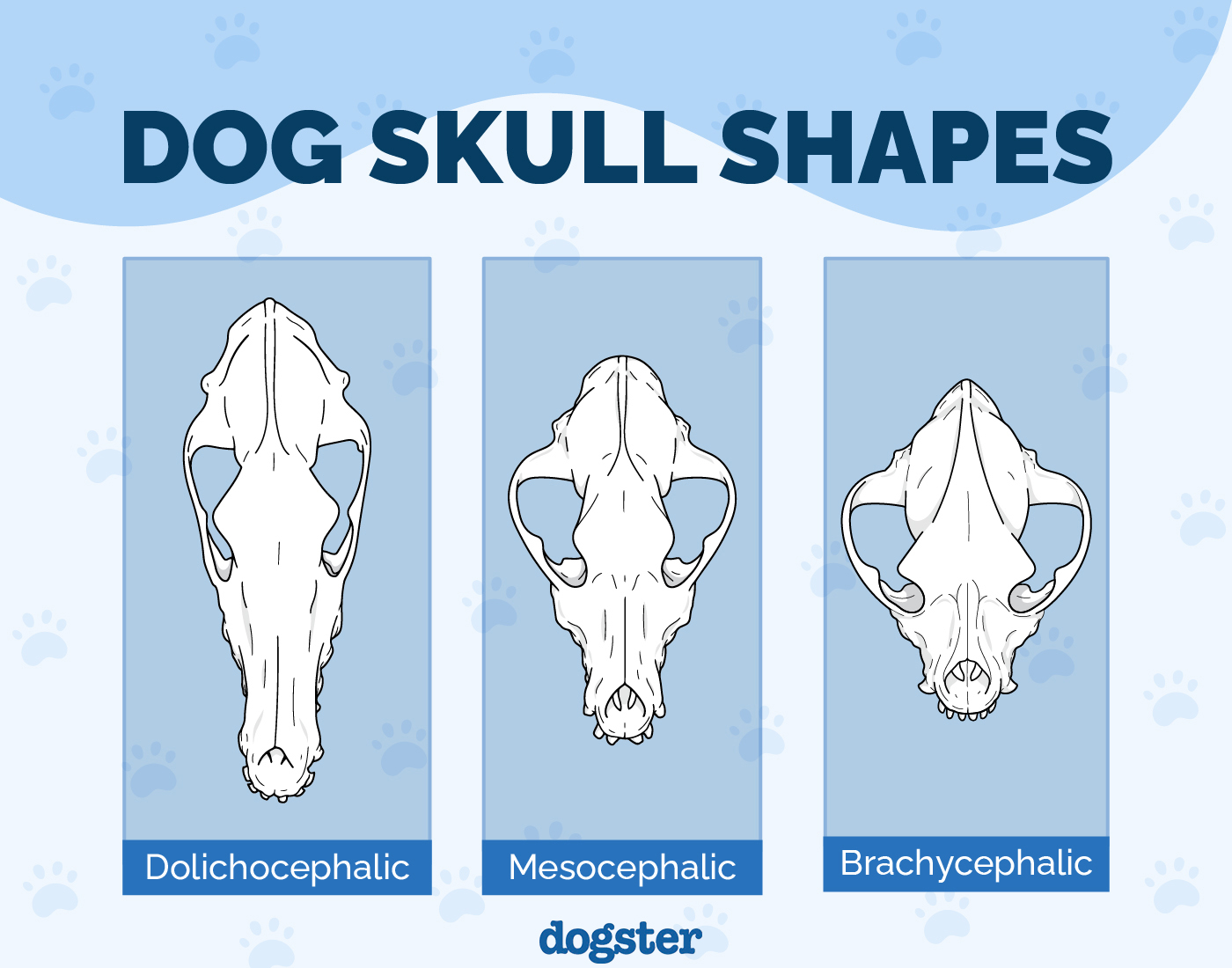 dog skull shapes