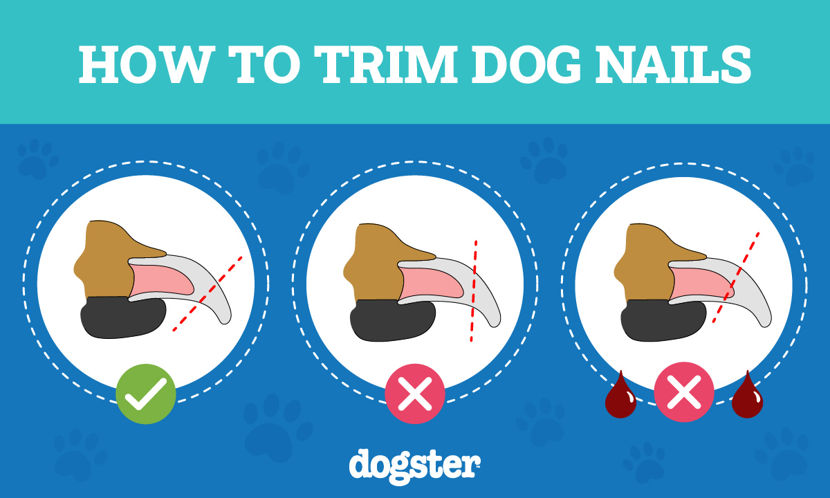 Dogster_How To Trim Dog Nails_Infographic_v1 FINAL_Apr 2 2023