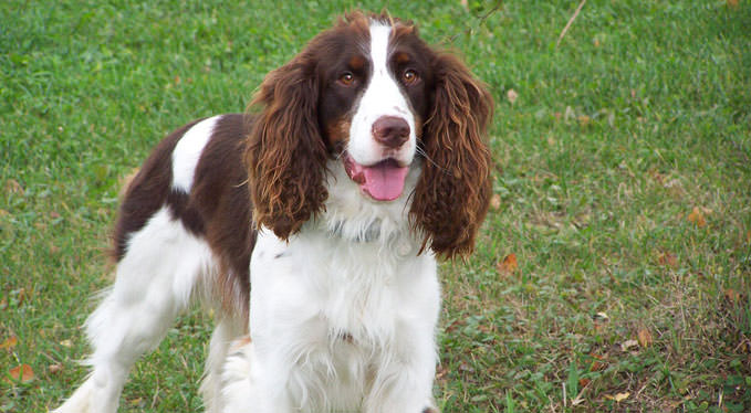 EnglishSpringerSpaniel 1