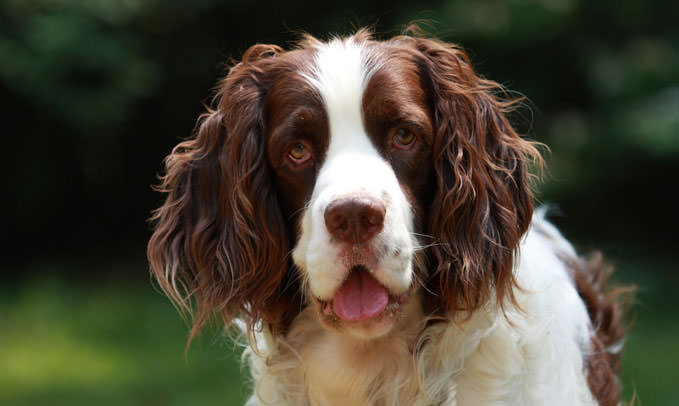 EnglishSpringerSpaniel