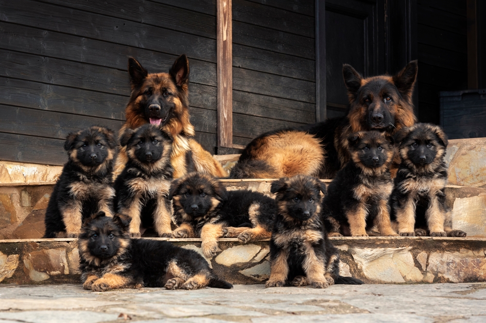 Family of German Shepherd dogs on the front steps