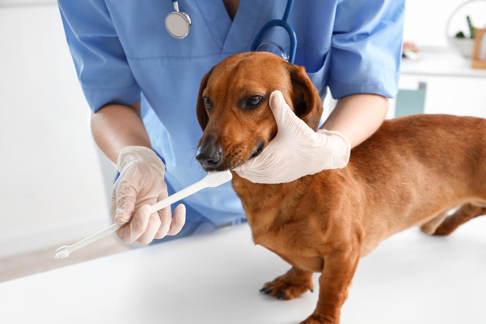 Female veterinarian brushing teeth of dachshund dog in clinic