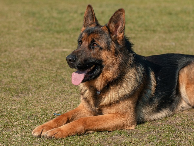 German Shepherd 12