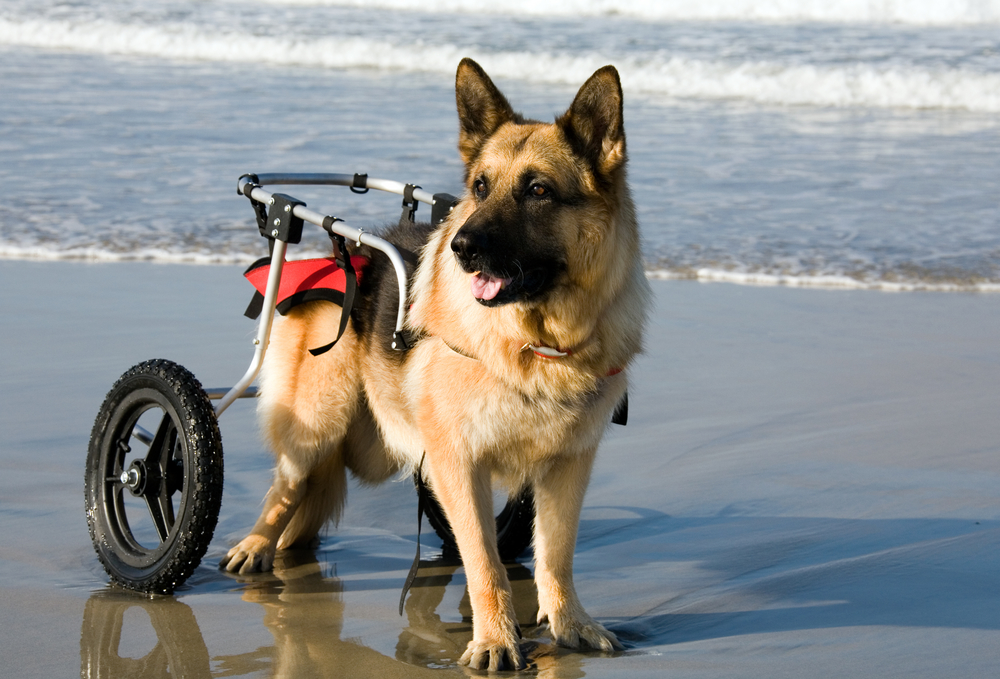 German Shepherd dog in a wheelchair on the beach