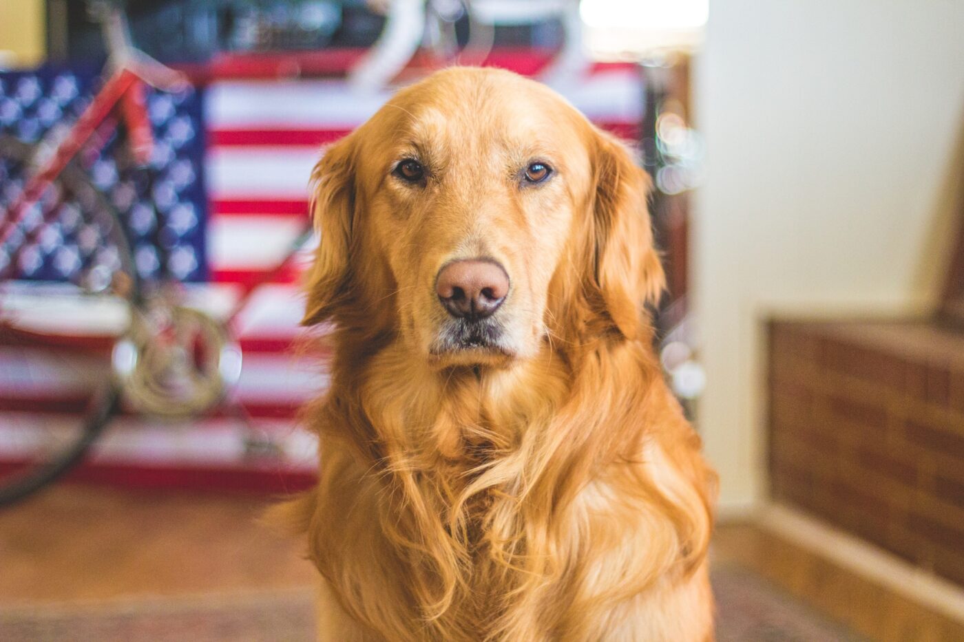 best weight loss supplements for Golden Retrievers