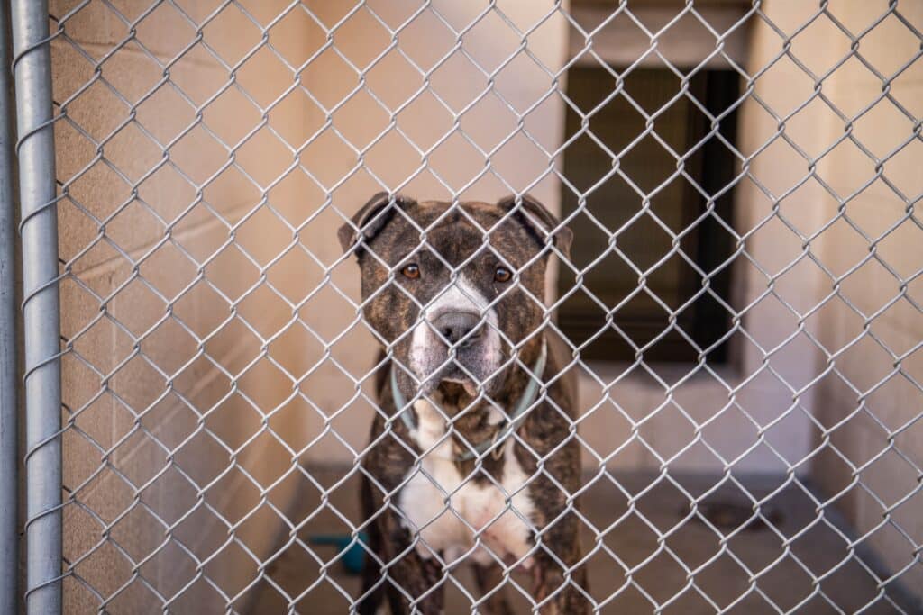 Gray Brown and White Adult Mixed Breed Pit Bull Inside Animal Shelter Kennel 1024x683 1