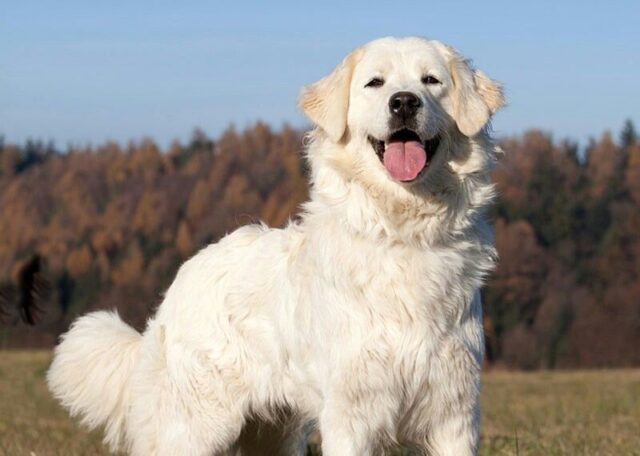 How Often Do I Take a Great Pyrenees Outside to Pee?