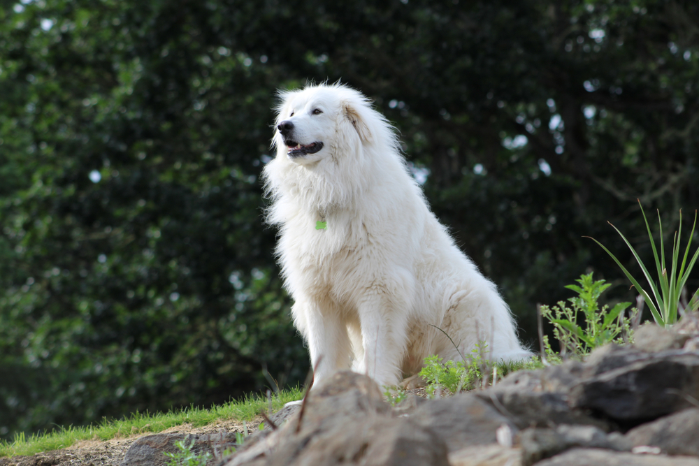 Great pyrenees outside