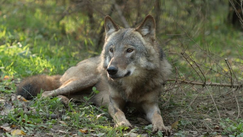 Grey Wolf Sitting Outdoors In Autumn Day