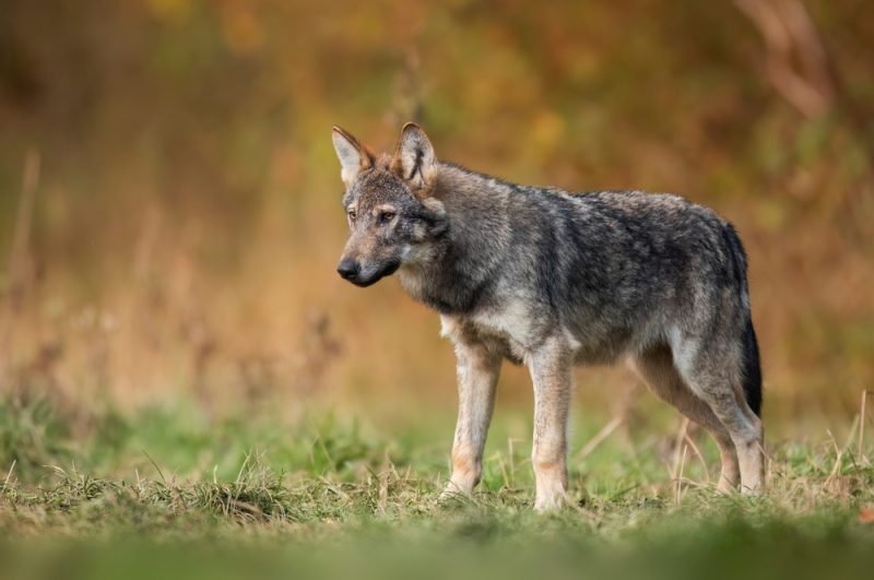 Grey wolf Canis lupus close up standing outdoors