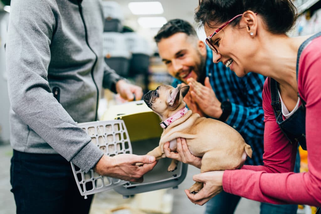 Happy couple buying transport box for their French bulldog puppy in pet shop