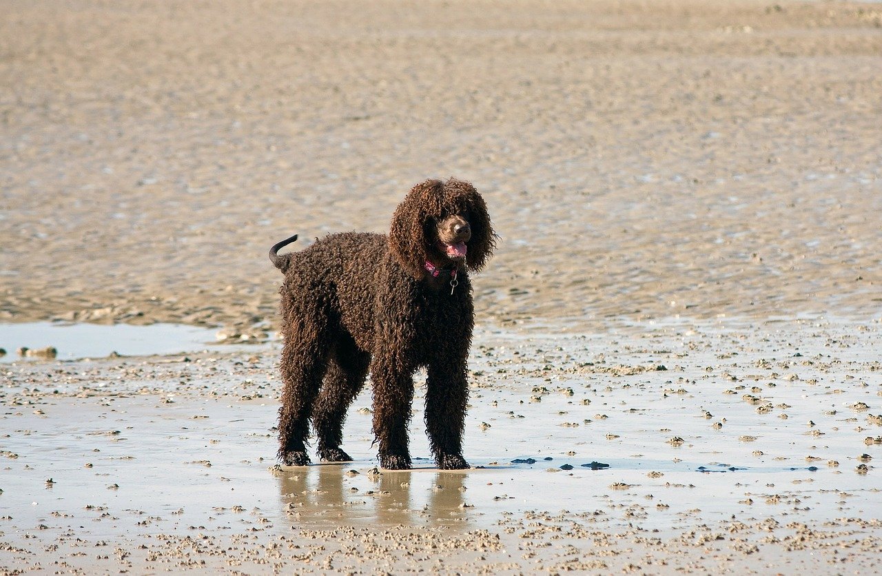 Irish Water Spaniel