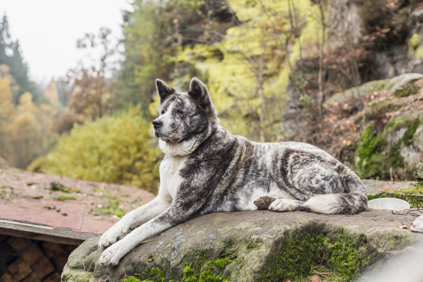 Japanese Akitainu3 1400x933 1