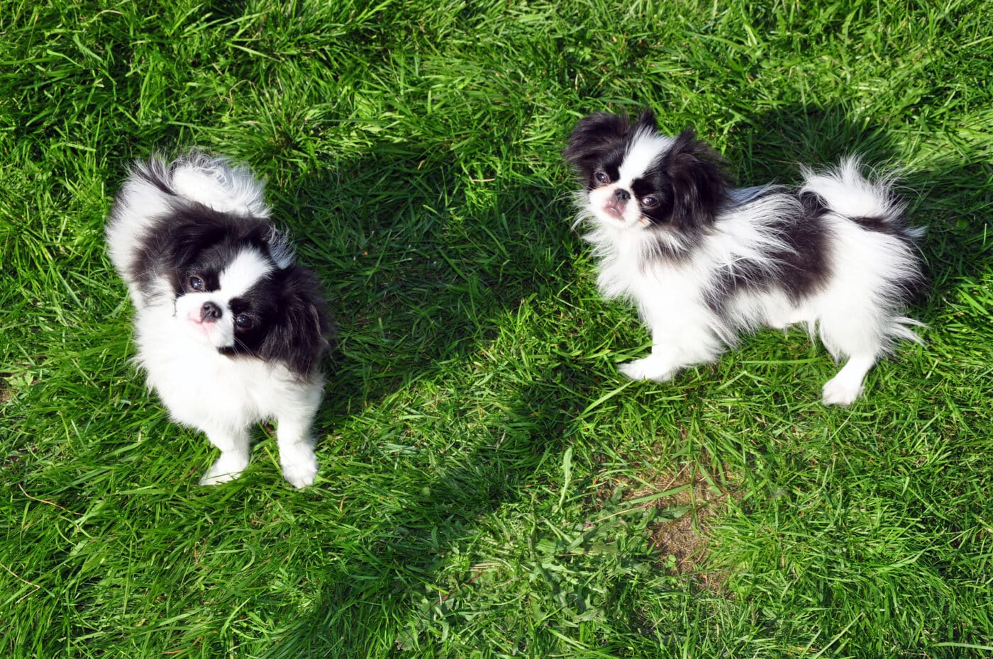 Japanese Chin pair 1400x930 1