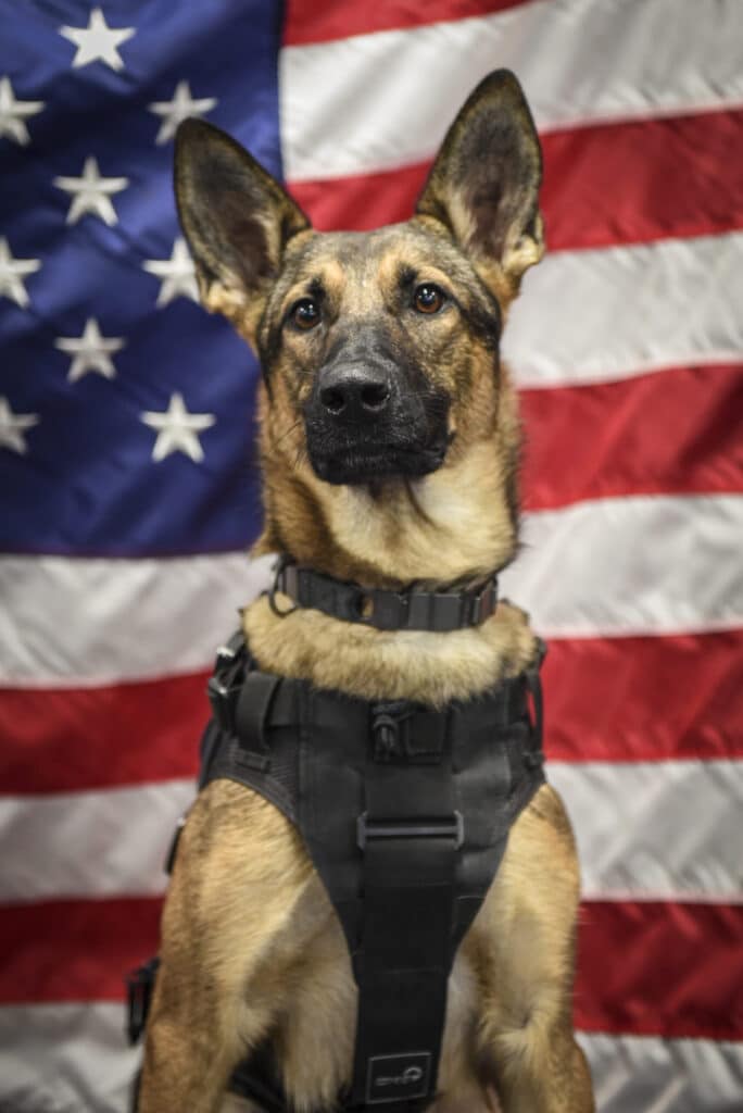 K9 Niki