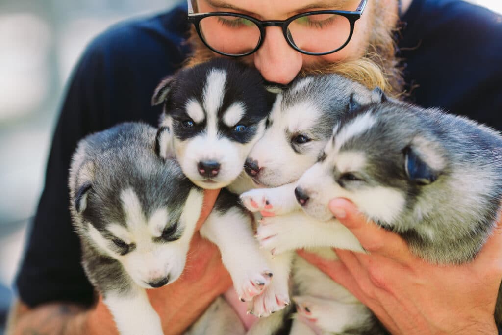 Litter dogs in the hands of the breeder.