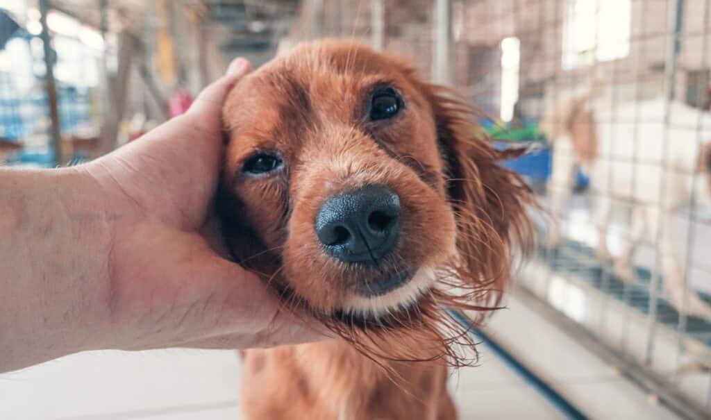 Male hand petting stray dog in pet shelter