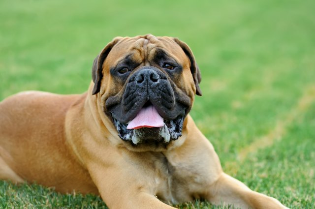 Mastiff 9