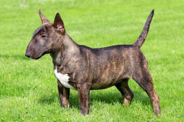 Miniature Bull Terrier3 scaled e1725500818963