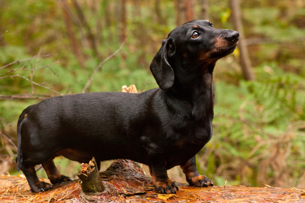 Miniature Dachshund